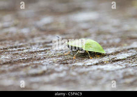 Grüne Schildkröte Käfer; CASSIDA Viridis; Cornwall; UK Stockfoto