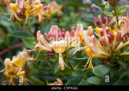 Geißblatt; Lonicera Periclymenum; in Blüte; Cornwall Stockfoto