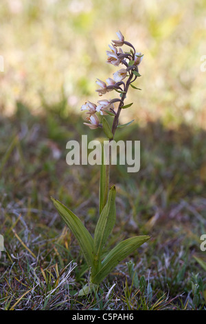 Marsh Helleborine Epipactis Palustris Orchidee blüht auf Lindisfarne Stockfoto