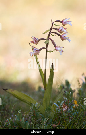 Marsh Helleborine Epipactis Palustris Pflanze in Blüte auf Lindisfarne Stockfoto