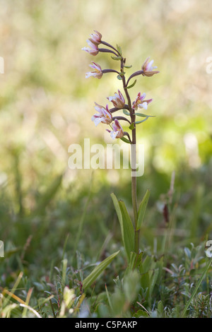 Marsh Helleborine Epipactis Palustris Orchidee blüht auf Lindisfarne Stockfoto