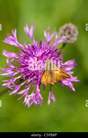 Großen Skipper Ochiodes Venatus auf größere Flockenblume Centaurea scabiosa Stockfoto