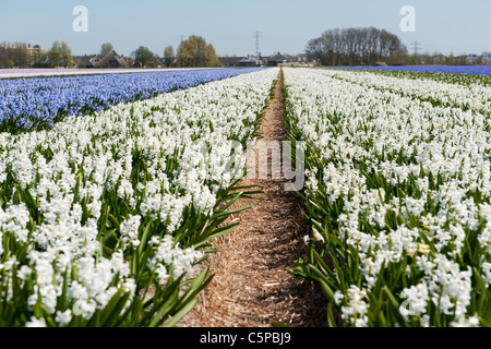 Niederländische Blumenfelder mit weißen und violetten Hyazinthen Stockfoto