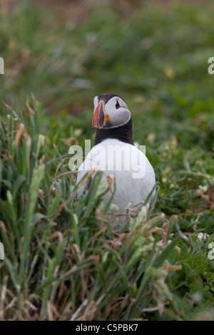 Atlantic Puffin Fratecula Arctica Erwachsener in der Zucht Gefieder thront in der Nähe von Eingang zur Höhle nisten Stockfoto