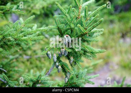 Balsam-Tanne (Abies Balsamea) während der Sommermonate entlang der Wassergraben Mountain Trail in der Nähe von South Moat Mountain in Albany, NH Stockfoto