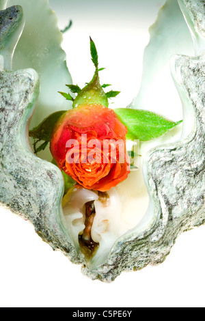 Red Rose in Wassertropfen in der großen tropischen Schale Stockfoto