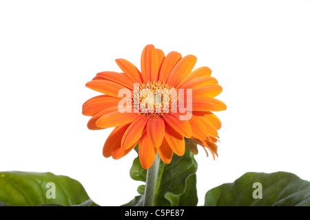 Orange Gerbera, auf dem weißen Hintergrund isoliert Stockfoto