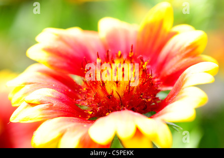 Detailansicht der rote und orangefarbene Blume Stockfoto