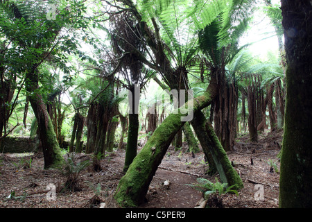 Kells Bay Gardens ummauerten Garten des 19. Jahrhunderts Dicksonia Co Kerry Irland Stockfoto