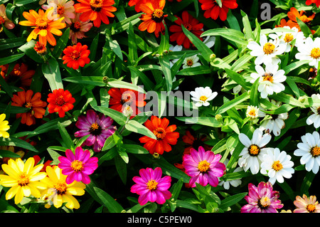 Bunt blühenden Blumen in einem Garten Stockfoto