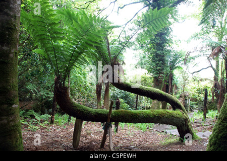 Kells Bay Gardens ummauerten Garten des 19. Jahrhunderts Dicksonia Antarxtica, Co. Kerry, Irland Stockfoto