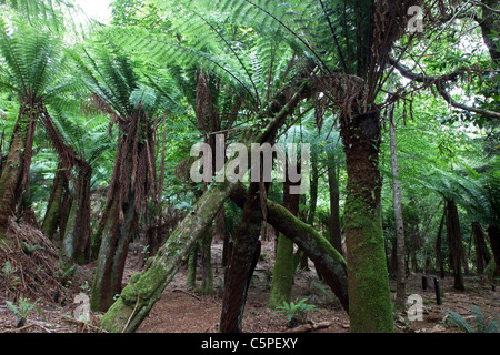 Kells Bay Gardens ummauerten Garten Dicksonia Wald Co Kerry Irland Stockfoto