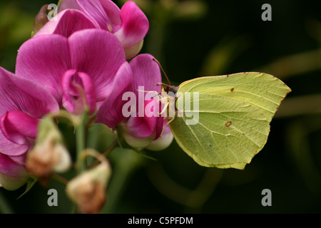Schmetterling auf die rosa Blüten Stockfoto