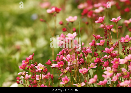 schöne rosa Blüten im Garten Stockfoto