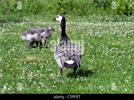 Ente mit großen Entenküken auf dem grünen Rasen Stockfoto