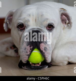 Weiße englische Bulldogge mit Tennisball Stockfoto