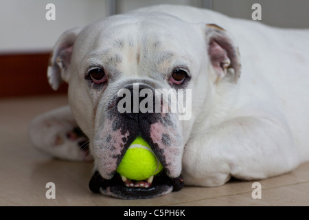 Weiße englische Bulldogge mit Tennisball Stockfoto