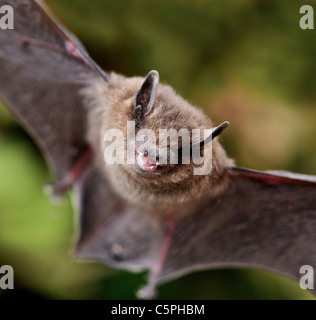 Gemeinsamen Zwergfledermaus Fledermaus (Pipistrellus Pipistrellus) Pipistrelles sind die kleinste und häufigste Fledermaus im Vereinigten Königreich. Stockfoto