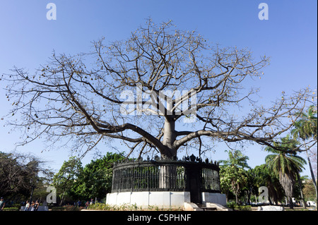 Parque De La Fraternidad, Havanna, Kuba. Ein großer Ceiba Baum wächst im Boden jedes der amerikanischen Republiken. Stockfoto