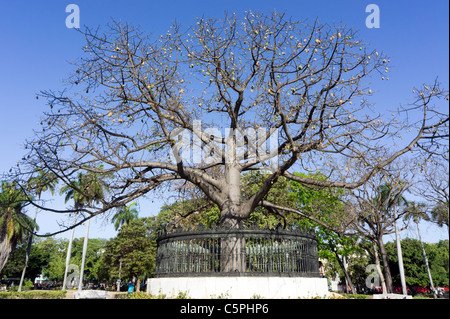 Parque De La Fraternidad, Havanna, Kuba. Ein großer Ceiba Baum wächst im Boden jedes der amerikanischen Republiken. Stockfoto