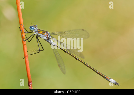 Emerald Damselfly (Lestes Sponsa) thront auf einem Rohr Stockfoto
