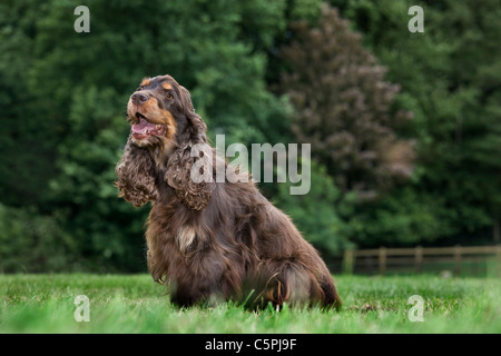 English Cocker Spaniel (Canis Lupus Familiaris) sitzen im Garten Stockfoto