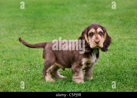 English Cocker Spaniel (Canis Lupus Familiaris) Welpen im Garten Stockfoto