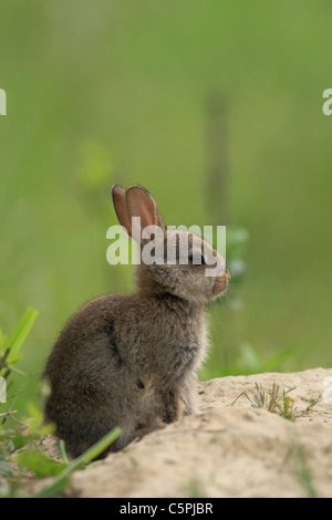 Juvenile europäischen Kaninchen (Oryctolagus Cuniculus) sitzen auf dem Boden von Sideview mit vertikalen grünen Hintergrund jedoch unscharf Stockfoto