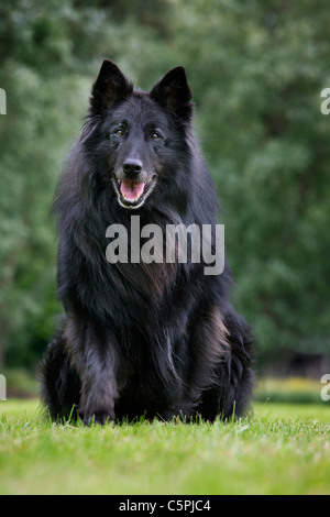 Belgischer Schäferhund schwarz / Groenendael (Canis Lupus Familiaris) sitzen im Garten Stockfoto