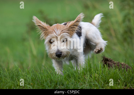 Rau beschichtet Jack Russell Terrier (Canis Lupus Familiaris) in Feld Stockfoto