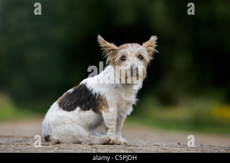 Rau beschichtet Jack Russell Terrier (Canis Lupus Familiaris) sitzen auf Pfad Stockfoto