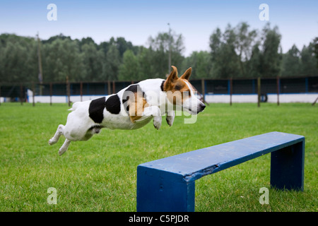 Glatte beschichtete Jack Russell Terrier (Canis Lupus Familiaris) laufen und springen am Hindernis-Parcours in der Hundeschule Stockfoto