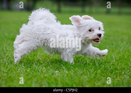 Weiße Maltezer Hund (Canis Lupus Familiaris) im Garten