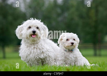 Weiße Maltezer Hund (Canis Lupus Familiaris) mit Welpen im Garten, Belgien Stockfoto