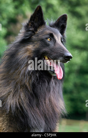 Belgischer Schäferhund Tervuren / Tervueren (Canis Lupus Familiaris) Hund im Garten Stockfoto