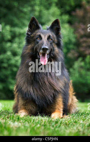 Belgischer Schäferhund Tervuren / Tervueren (Canis Lupus Familiaris) Hund im Garten Stockfoto