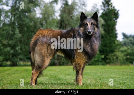 Belgischer Schäferhund Tervuren / Tervueren (Canis Lupus Familiaris) Hund im Garten Stockfoto