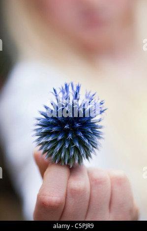 Junges Mädchen hält eine Echinops Ritro Veitchs Blue (Globe Thistle) Blüte Stockfoto