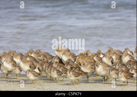 Gemischte Limikolen (Watvögel) Flut Roost Fort De Soto, Florida, USA BI001815 Stockfoto