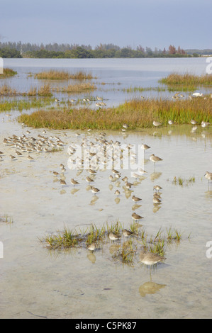 Gemischte Limikolen (Watvögel) Flut Roost Fort De Soto, Florida, USA BI001829 Stockfoto