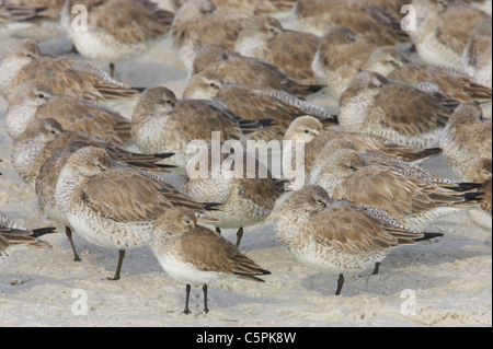 Gemischte Limikolen (Watvögel) Flut Roost Fort De Soto, Florida, USA BI001833 Stockfoto