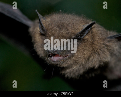 Gemeinsamen Zwergfledermaus Fledermaus (Pipistrellus Pipistrellus) Pipistrelles sind die kleinste und häufigste Fledermaus im Vereinigten Königreich. Stockfoto