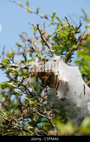 Lakai Moth Raupen, Malacosoma Neustrien, bauen eine seidene Zelt Stockfoto