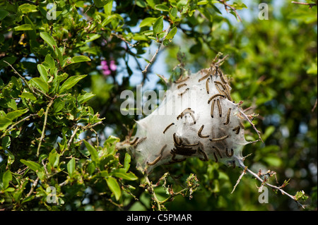 Lakai Moth Raupen, Malacosoma Neustrien, bauen eine seidene Zelt Stockfoto