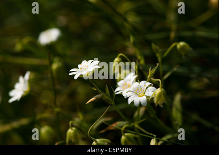 Weniger Stitchwort, Stellaria Graminea in Blüte Stockfoto