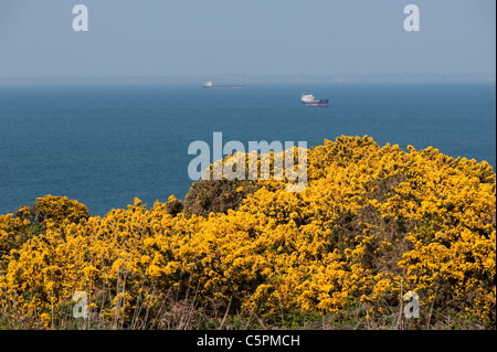 Gemeinsamen Gorse, Ulex Europaeus in Blüte Stockfoto