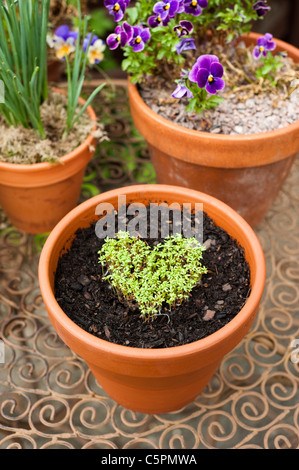 Kresse, Lepidium Sativum, wächst in der Form eines Herzens gewellt Stockfoto