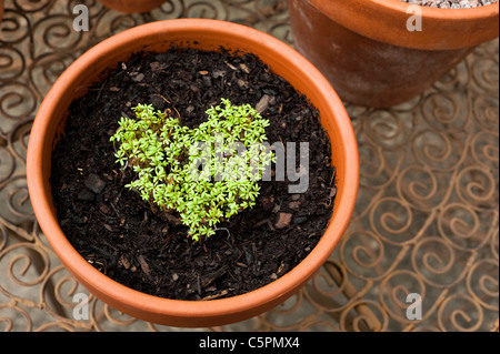 Kresse, Lepidium Sativum, wächst in der Form eines Herzens gewellt Stockfoto