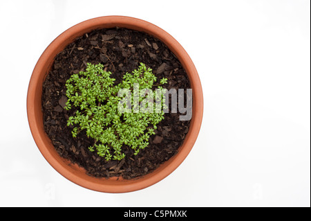 Kresse, Lepidium Sativum, wächst in der Form eines Herzens gewellt Stockfoto