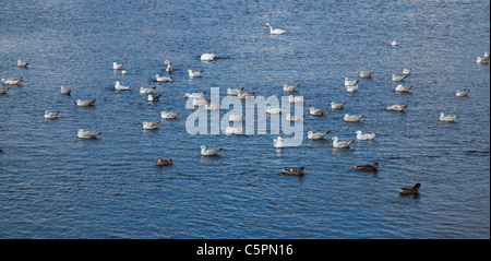 Möwen, Schwäne und Stockenten im Hafen von Galway, County Galway, Irland. Stockfoto